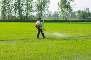 Çiftçiler pirinç tarlalarına iyi ve uygun koruyucu ekipmanlar olmadan yabani otları püskürtüyorlar..