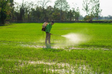 Çiftçiler pirinç tarlalarına iyi ve uygun koruyucu ekipmanlar olmadan yabani otları püskürtüyorlar..