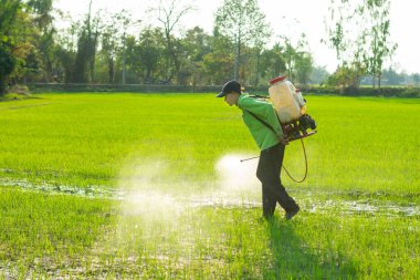 Çiftçiler pirinç tarlalarına iyi ve uygun koruyucu ekipmanlar olmadan yabani otları püskürtüyorlar..