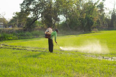 Çiftçiler pirinç tarlalarına iyi ve uygun koruyucu ekipmanlar olmadan yabani otları püskürtüyorlar..