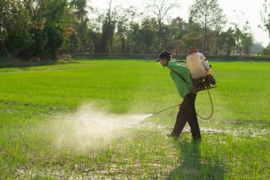Çiftçiler pirinç tarlalarına iyi ve uygun koruyucu ekipmanlar olmadan yabani otları püskürtüyorlar..