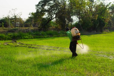 Çiftçiler pirinç tarlalarına iyi ve uygun koruyucu ekipmanlar olmadan yabani otları püskürtüyorlar..