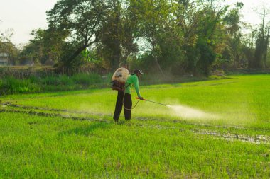 Çiftçiler pirinç tarlalarına iyi ve uygun koruyucu ekipmanlar olmadan yabani otları püskürtüyorlar..