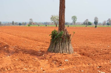 Güneydoğu Asya, Myanmar, Laos, Tayland, Kamboçya, Vietnam ve Endonezya 'daki kurak topraklara ekime hazırlanmak için Cassava Ekonomik ürünleri bir araya toplandı..