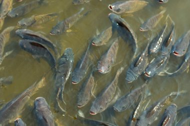 Birçok tatlı su balığı Tayland tarım endüstrisinin kapalı tarım sisteminde kalabalıktır..