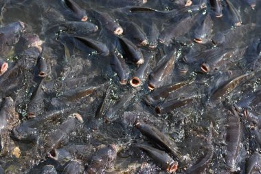Birçok tatlı su balığı Tayland tarım endüstrisinin kapalı tarım sisteminde kalabalıktır..