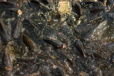 Birçok tatlı su balığı Tayland tarım endüstrisinin kapalı tarım sisteminde kalabalıktır..