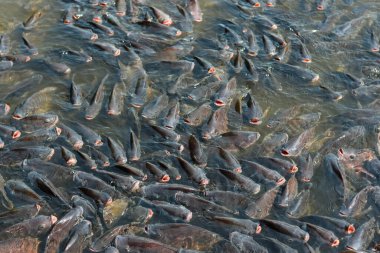 Birçok tatlı su balığı Tayland tarım endüstrisinin kapalı tarım sisteminde kalabalıktır..