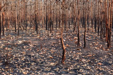 During the dry season, mixed deciduous forests in Southeast Asia are burned by forest fires. It is another factor of global warming.