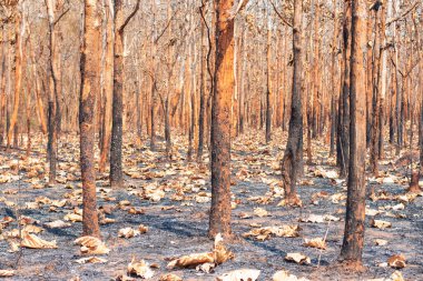 During the dry season, mixed deciduous forests in Southeast Asia are burned by forest fires. It is another factor of global warming.