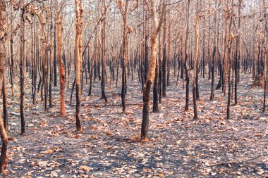 During the dry season, mixed deciduous forests in Southeast Asia are burned by forest fires. It is another factor of global warming.