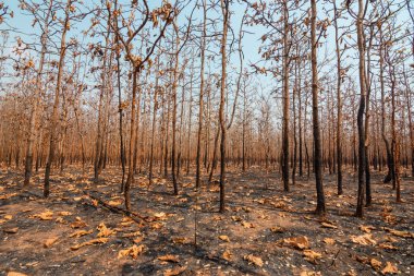 During the dry season, mixed deciduous forests in Southeast Asia are burned by forest fires. It is another factor of global warming.