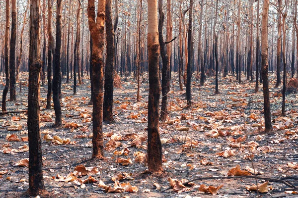 During the dry season, mixed deciduous forests in Southeast Asia are burned by forest fires. It is another factor of global warming.