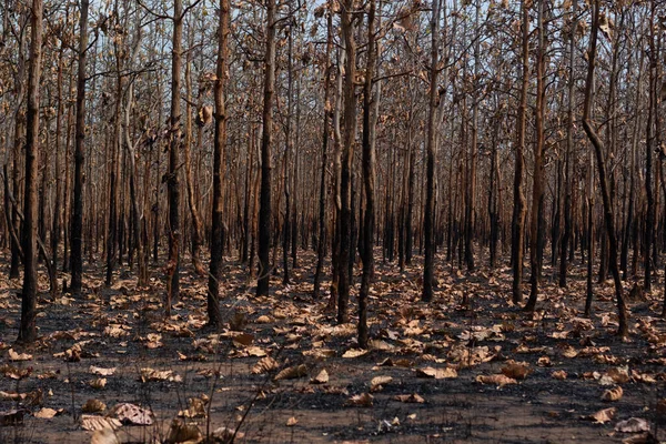 During the dry season, mixed deciduous forests in Southeast Asia are burned by forest fires. It is another factor of global warming.