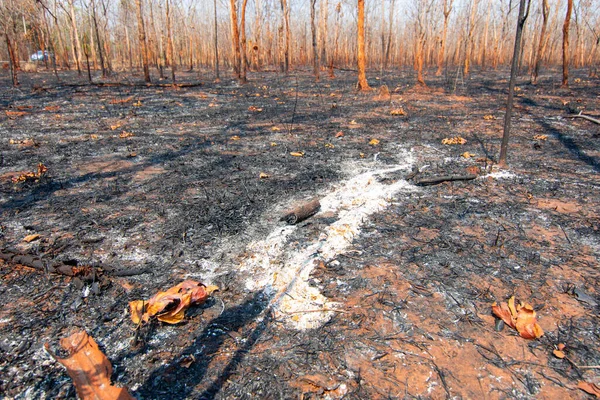 During the dry season, mixed deciduous forests in Southeast Asia are burned by forest fires. It is another factor of global warming.