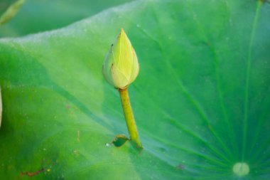 Beyaz nilüfer çiçeği ve çiy damlası yeşil arka planda ve sabah güneşi.