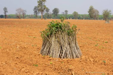 Kuru bir tarlanın ortasında birikmiş Cassava kesimleri yağmur mevsiminde ekilmeyi bekliyor..