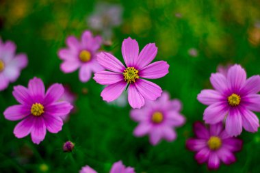 Meksika papatyası ve kozmos çiçekleri kış güneşinde açar..