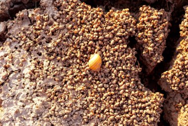 Bölge kurak, sudan yoksun, toprak çatlamış ve çökme ve aşınma izleri var..