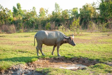 Tayland bufalosu, su bufalosu, memeli, ekonomik hayvan, yerel cins, Güneydoğu Asya