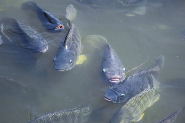 Nil tilapia kirli ve bulanık suyun altında yüzüyor..