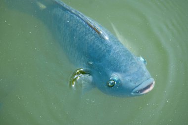 Nil tilapia kirli ve bulanık suyun altında yüzüyor..
