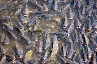 Nil tilapia kalabalık göllerde yetişir..