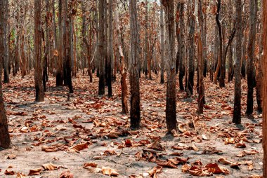 Tayland, Güneydoğu Asya, Burma, Laos, Tayland, Vietnam, Kamboçya, Hindistan ve Endonezya 'da kurak dipterocarp ormanları, orman yangınları ve orman tahribatı