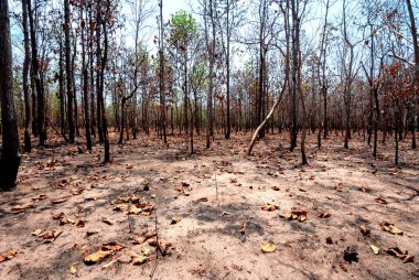 Tayland, Güneydoğu Asya, Burma, Laos, Tayland, Vietnam, Kamboçya, Hindistan ve Endonezya 'da kurak dipterocarp ormanları, orman yangınları ve orman tahribatı