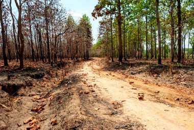 Tayland, Güneydoğu Asya, Burma, Laos, Tayland, Vietnam, Kamboçya, Hindistan ve Endonezya 'da kurak dipterocarp ormanları, orman yangınları ve orman tahribatı