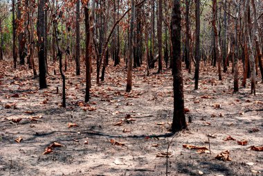 Tayland, Güneydoğu Asya, Burma, Laos, Tayland, Vietnam, Kamboçya, Hindistan ve Endonezya 'da kurak dipterocarp ormanları, orman yangınları ve orman tahribatı