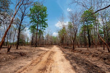 Tayland, Güneydoğu Asya, Burma, Laos, Tayland, Vietnam, Kamboçya, Hindistan ve Endonezya 'da kurak dipterocarp ormanları, orman yangınları ve orman tahribatı
