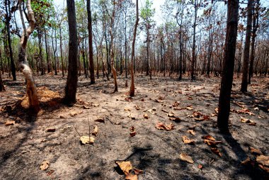 Tayland, Güneydoğu Asya, Burma, Laos, Tayland, Vietnam, Kamboçya, Hindistan ve Endonezya 'da kurak dipterocarp ormanları, orman yangınları ve orman tahribatı