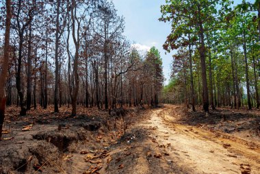 Tayland, Güneydoğu Asya, Burma, Laos, Tayland, Vietnam, Kamboçya, Hindistan ve Endonezya 'da kurak dipterocarp ormanları, orman yangınları ve orman tahribatı