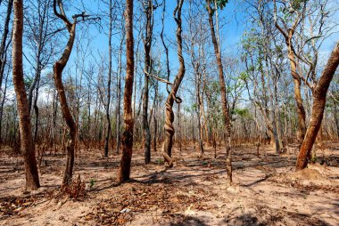 Tayland, Güneydoğu Asya, Burma, Laos, Tayland, Vietnam, Kamboçya, Hindistan ve Endonezya 'da kurak dipterocarp ormanları, orman yangınları ve orman tahribatı
