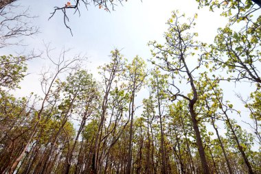 Tayland, Güneydoğu Asya, Burma, Laos, Tayland, Vietnam, Kamboçya, Hindistan ve Endonezya 'da kurak dipterocarp ormanları, orman yangınları ve orman tahribatı