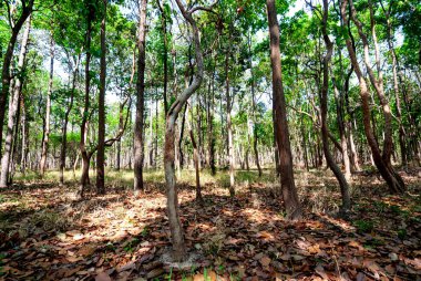 Tayland, Güneydoğu Asya, Burma, Laos, Tayland, Vietnam, Kamboçya, Hindistan ve Endonezya 'da kurak dipterocarp ormanları, orman yangınları ve orman tahribatı
