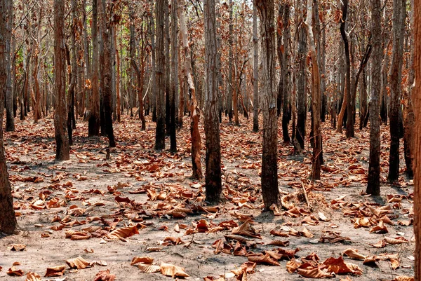Tayland, Güneydoğu Asya, Burma, Laos, Tayland, Vietnam, Kamboçya, Hindistan ve Endonezya 'da kurak dipterocarp ormanları, orman yangınları ve orman tahribatı