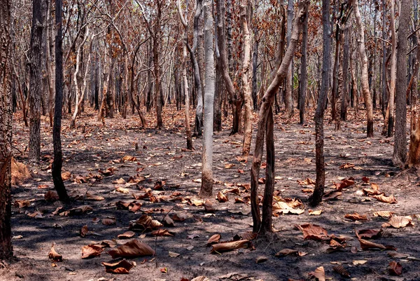 Tayland, Güneydoğu Asya, Burma, Laos, Tayland, Vietnam, Kamboçya, Hindistan ve Endonezya 'da kurak dipterocarp ormanları, orman yangınları ve orman tahribatı
