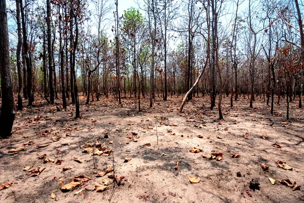 Tayland, Güneydoğu Asya, Burma, Laos, Tayland, Vietnam, Kamboçya, Hindistan ve Endonezya 'da kurak dipterocarp ormanları, orman yangınları ve orman tahribatı