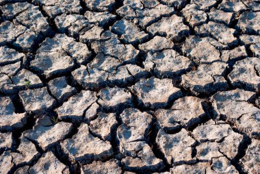 Kavurucu güneş toprağı çatlatıyor, ağaçlar yapraklarını döküyor, kuru tarlalarda yapayalnız. Küresel ısınma, El Nio, La Nia.