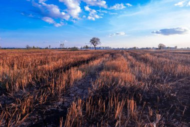 Akşamları, orman yangınlarıyla harap olmuş kuru, çorak çayırlarda ağaçlar yapraklarını döküyordu..