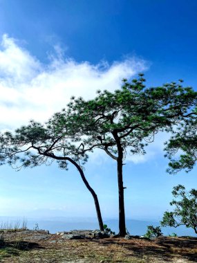 Yüksek rakımlı çam ormanları, Phu Kradueng, Tayland 'a özgü..