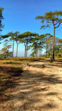 Yüksek rakımlı çam ormanları, Phu Kradueng, Tayland 'a özgü..