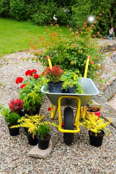 Seedlings of flowers and trees plants — Stock Photo, Image