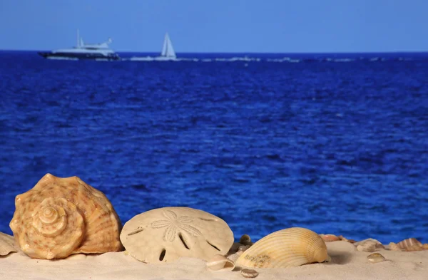 Muscheln am Sandstrand — Stockfoto