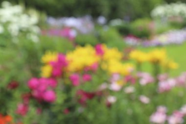 Bulanık görüntü parlak ve renkli çiçeklerin