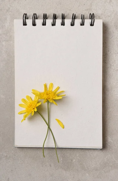 Twee Gele Daisy Als Bloemen Een Blanco Pagina Van Een — Stockfoto