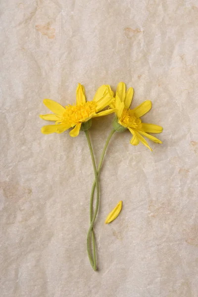 Flat Lay Two Yellow Daisy Flowers Aged Parchment Paper Verticla — Stock Photo, Image