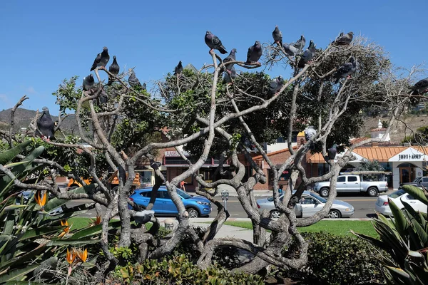 Περιστέρια Σκαρφαλωμένα Ένα Δέντρο Στο Main Beach Park Laguna Beach — Φωτογραφία Αρχείου